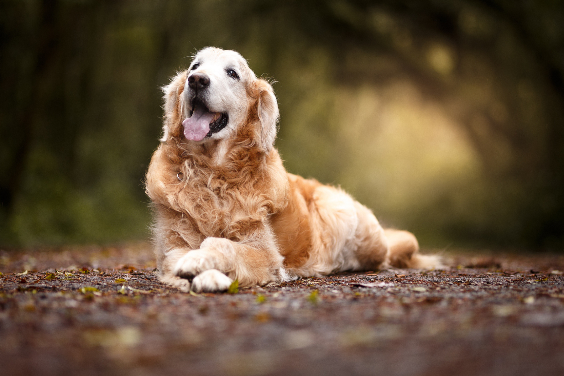 Stress hos hundar – symtom, orsaker och hur du hjälper din hund att bli lugn